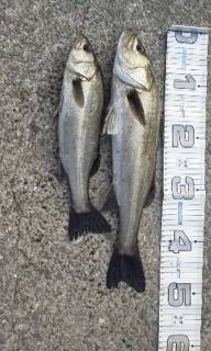 【ベランダでエビ撒き♪】芦屋のエビ撒き情報…