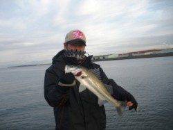 今朝もハネ♪ハネ♪ハネ♪　泉大津RT23日朝