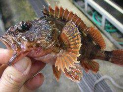 兵庫突堤、ガシラ・アナゴ・ハゼなど