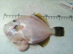 串本カセのカワハギの肝パン度は・・・。