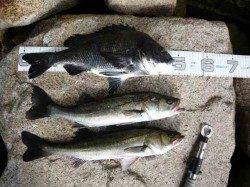 【エビ撒きキテマス】芦屋のエビ撒き情報