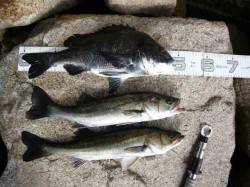 【エビ撒きキテマス】芦屋のエビ撒き情報