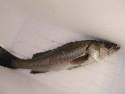 朝の空港と北公園今日もハネだ！