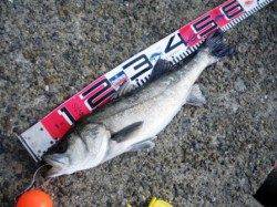 対岸でもエビ撒き♪　泉大津RT　23日ひる