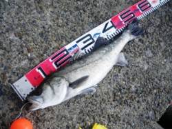 対岸でもエビ撒き♪　泉大津RT　23日ひる…