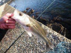 忠岡貯木場中波止はでエビ撒きハネ連続ヒットです!!