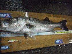 好調～！！紀ノ川シーバス♪♪