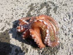 朝の兵突RT!タコ！