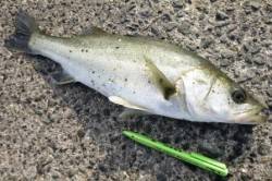  食コン　エビ撒きが面白い♪ 