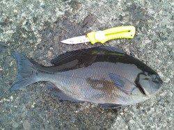 尾長回遊中♪串本大島須江の磯