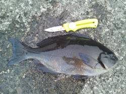 尾長回遊中♪串本大島須江の磯