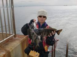 【年無しチヌも出ました】南芦屋浜リアルタイ…