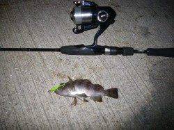 泉南メバリング調査♪