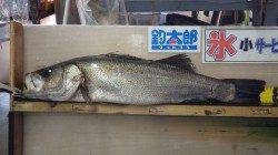 白浜地磯にてヒラスズキ76ｃｍ！