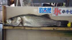 白浜地磯にてヒラスズキ76ｃｍ！