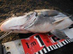 【チヌ&ハネ確認♪】南芦屋浜