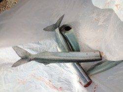 アジュールのサヨリ、今日も釣れてます!!