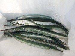 アジュール舞子サヨリ警報発動！【垂水店】