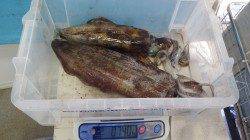 アオリイカ1580ｇ！！天神崎ヤエン釣果