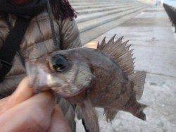 空港、北公園RT メバルが釣れました