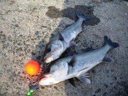 今朝もハネ♪ハネ♪ハネ♪　泉大津RT23日朝