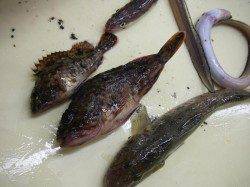 兵庫突堤、ガシラ・アナゴ・ハゼなど