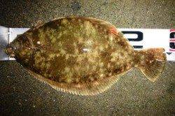 泉佐野食コン　エビ撒きでハネ☆