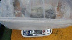 すさみ　ヤエン＆エギでアオリイカ2ハイ