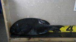 みなべ地磯　フカセ釣りでグレの釣果