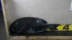 みなべ地磯　フカセ釣りでグレの釣果