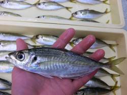 新年から鉄鋼団地でアジが絶好調なんです♪