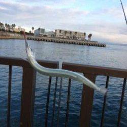 夕方のアジュール舞子　サヨリ情報！