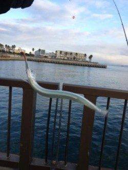 夕方のアジュール舞子　サヨリ情報！