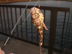 アジュール舞子のガシラ！