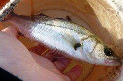 食コン　エビ撒きが面白い♪