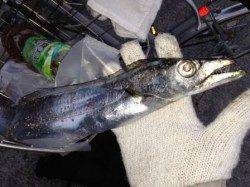 芦屋のタチウオまだ釣れてます！