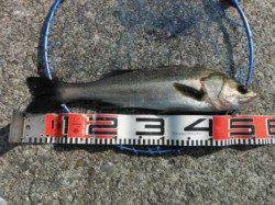 【チヌ＆ハネ釣れてます♪】南芦屋浜