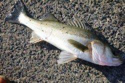 重量感たっぷり★銀バネIN食コン