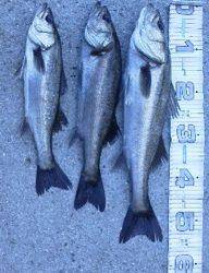 芦屋のエビ撒き情報