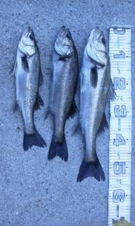 芦屋のエビ撒き情報