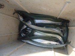 アジュール舞子サヨリ激アツ！【垂水店】