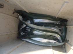 アジュール舞子サヨリ激アツ！【垂水店】