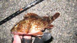 寒い夜は雑賀崎でガシラ狙い!!