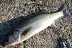 泉佐野食コンリアルタイム！ 銀ピカハネ♪