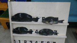 江須崎の横島にてグレ44.5㎝を筆頭に12枚！