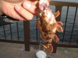 アジュール舞子のガシラ！