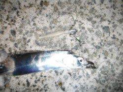 【今日も釣れてる？タチウオ】南芦屋浜