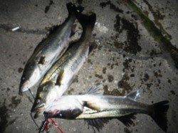 ズボ釣りでもハネ♪　助松埠頭倉庫前