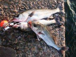 エビ撒き絶好調～忠岡貯木場中波止でアタリ連発♪