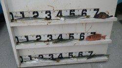 すさみ 堤防でカマス〜31cm10匹